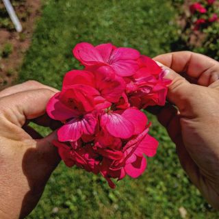 Pinto Deep Rose Geranium Thumbnail